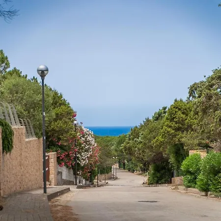 Bouganville * رينا ماجور