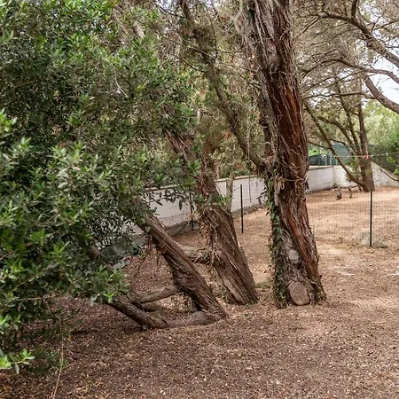 Bouganville فيلة رينا ماجور